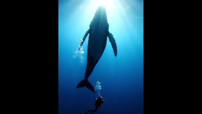 大象传媒 - 海上游牧民纪录片